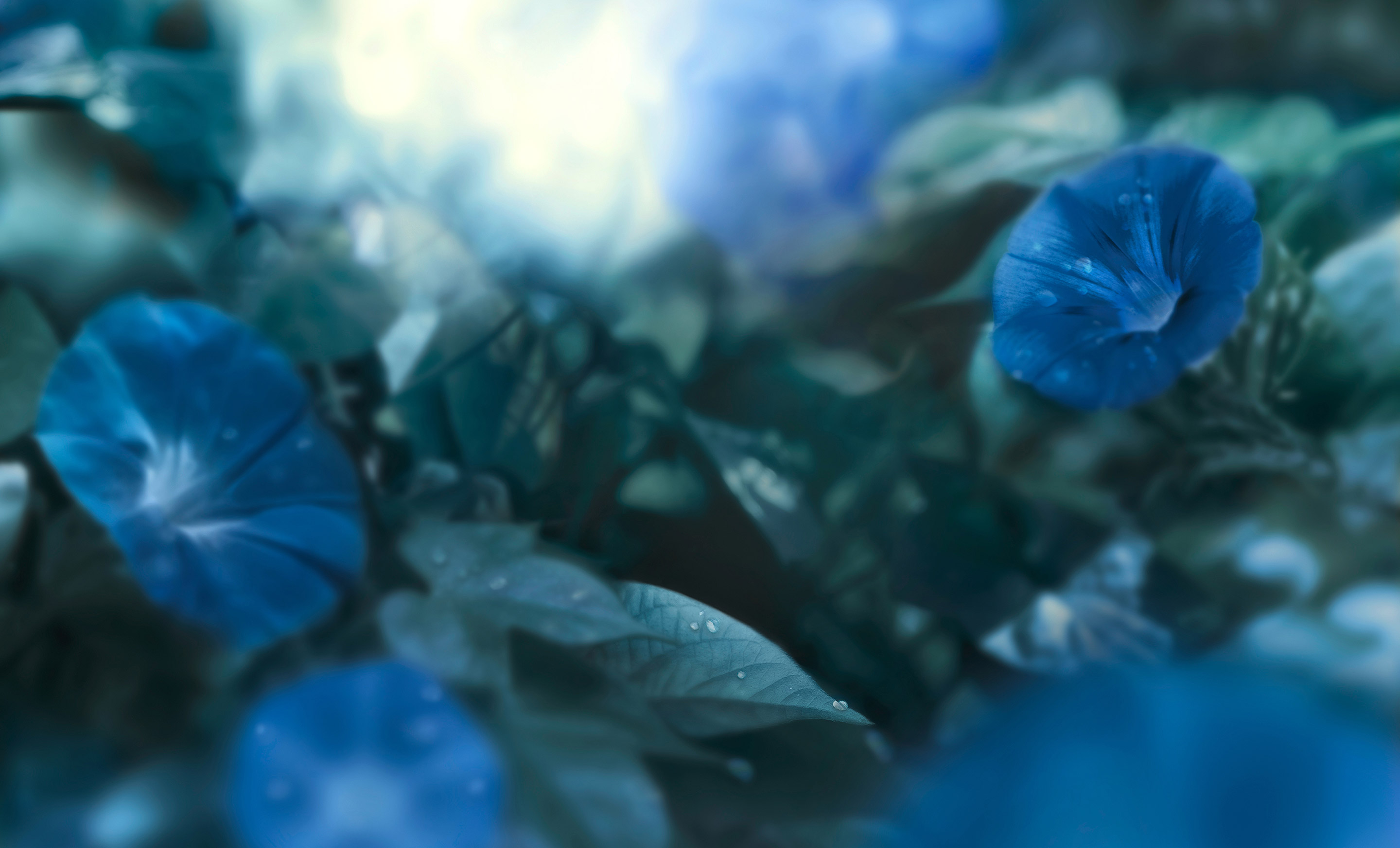 Close up nature shot of blue flowers with dew